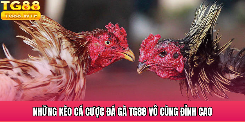 Những kèo cá cược đá gà TG88 vô cùng đỉnh cao