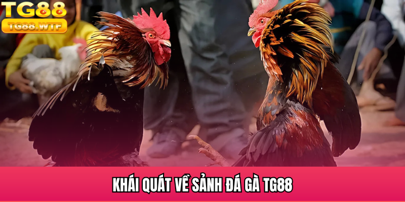 Khái quát về sảnh đá gà TG88