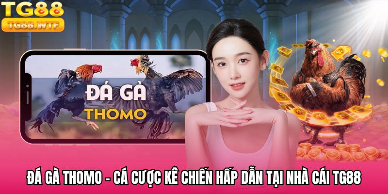 Đá Gà Thomo - Cá Cược Kê Chiến Hấp Dẫn Tại Nhà Cái TG88