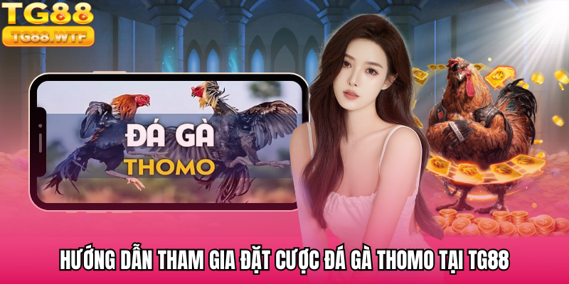 Hướng dẫn tham gia đặt cược đá gà Thomo tại TG88