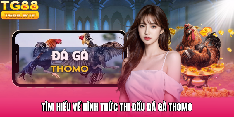 Tìm hiểu về hình thức thi đấu đá gà thomo